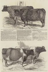 Smithfield Club Viehschau